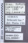 Etikette zu Athous (Orthathous) brisouti (Sanchez-Ruiz, 1996) (NHMW-ZOO-COL-0008451)